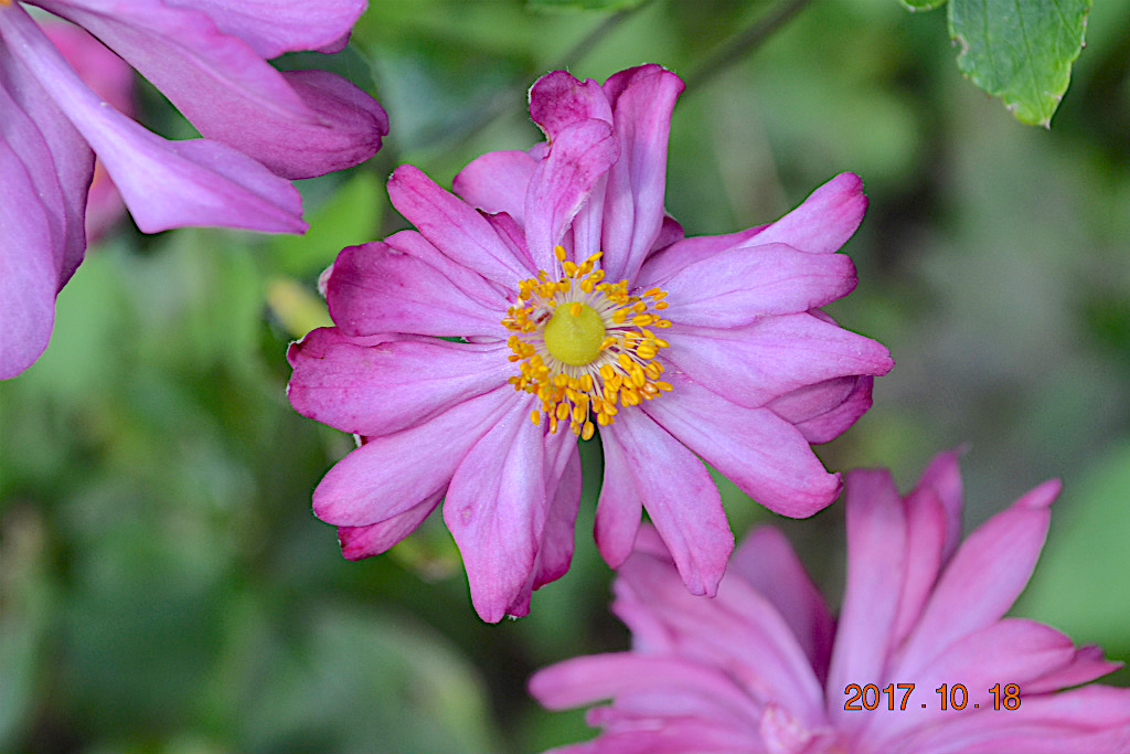 f:id:masatdm1951:20171018193046j:plain