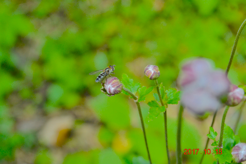 f:id:masatdm1951:20171018193100j:plain