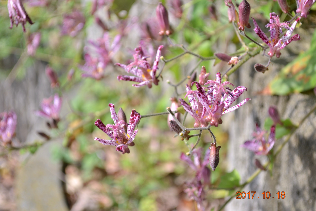 f:id:masatdm1951:20171018193117j:plain