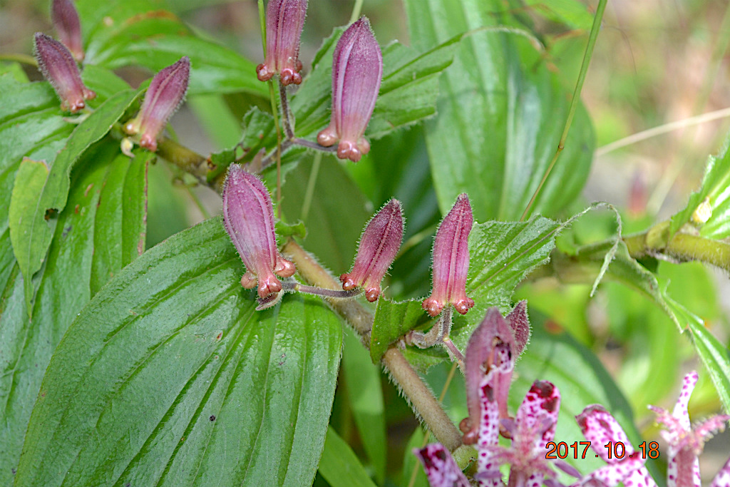 f:id:masatdm1951:20171018193129j:plain