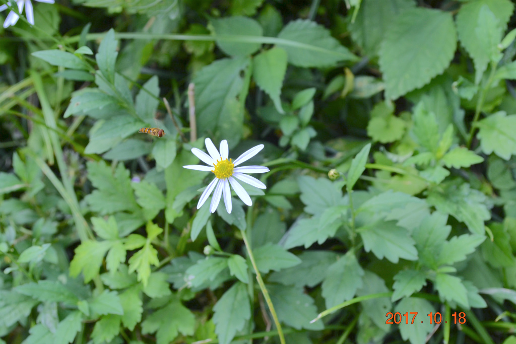 f:id:masatdm1951:20171018200419j:plain