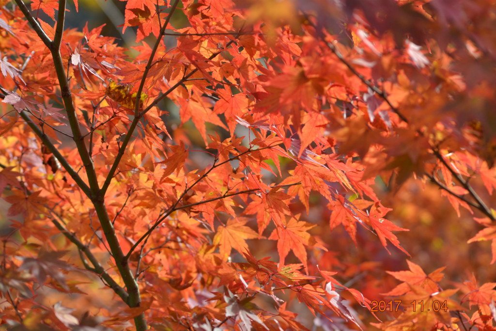 f:id:masatdm1951:20171104210348j:plain