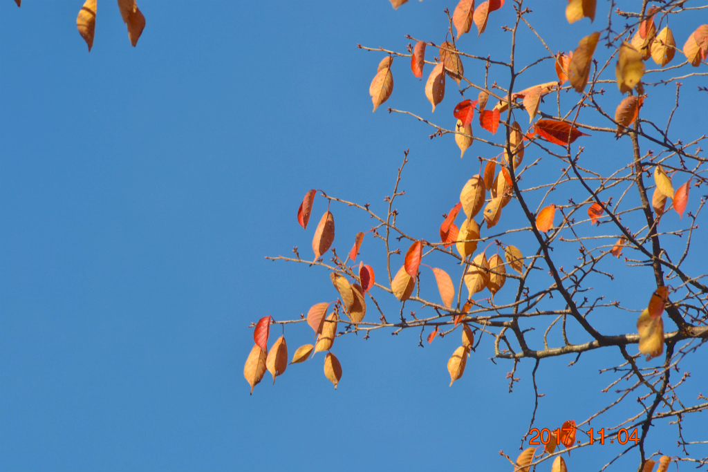 f:id:masatdm1951:20171104210602j:plain