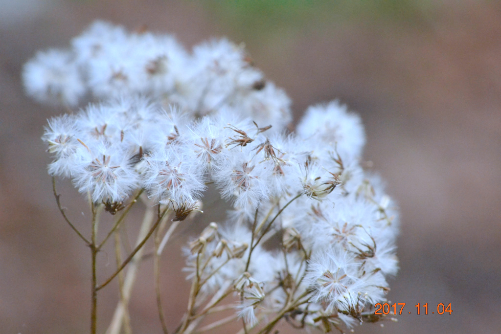 f:id:masatdm1951:20171104210938j:plain