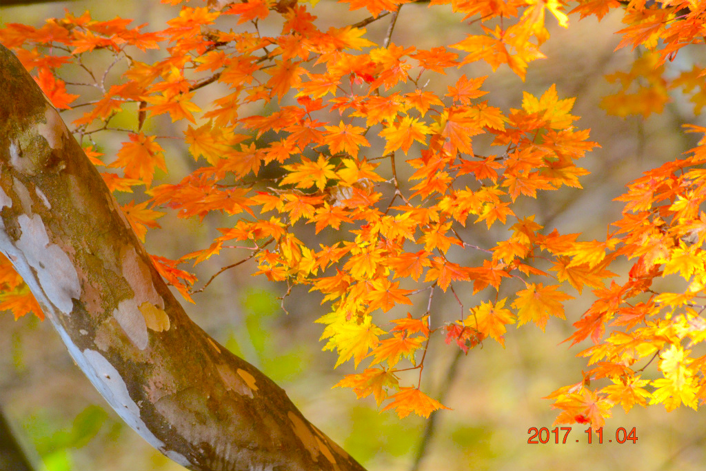 f:id:masatdm1951:20171104211009j:plain