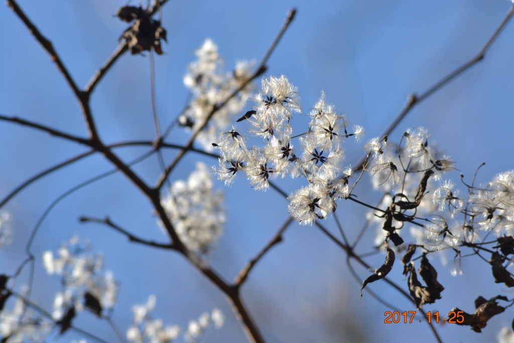 f:id:masatdm1951:20171125094815j:plain