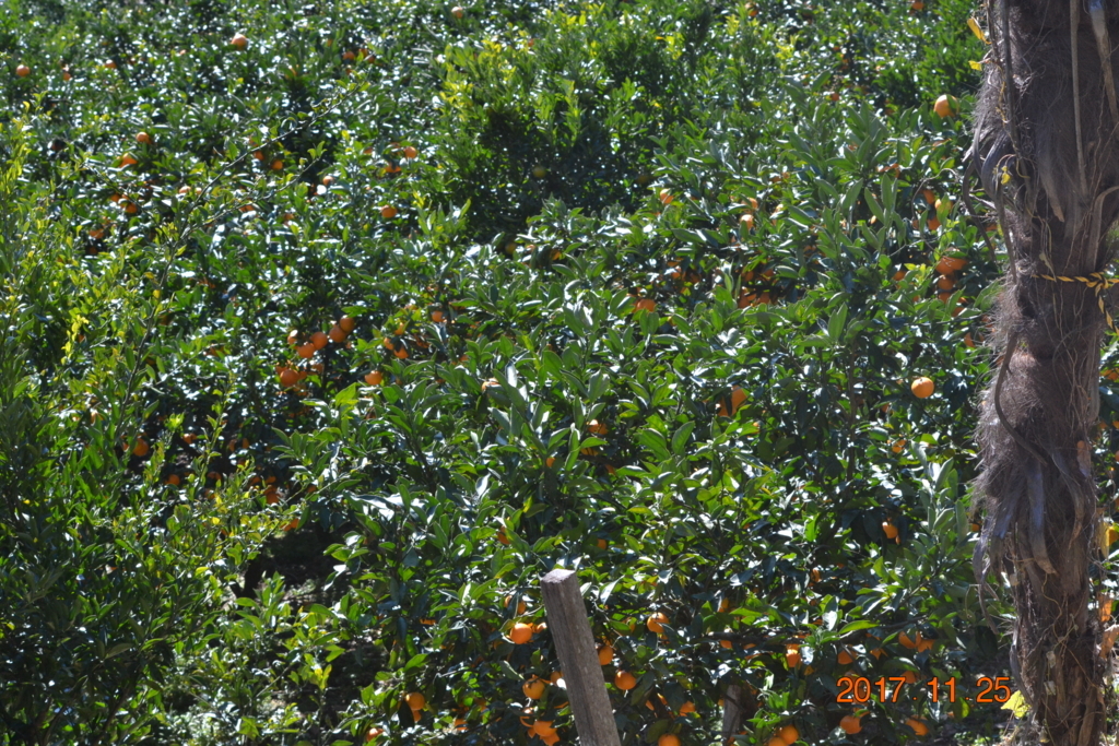 f:id:masatdm1951:20171125111111j:plain