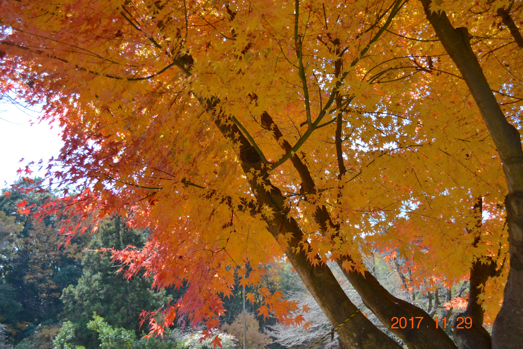 f:id:masatdm1951:20171129155525j:plain f:id:masatdm1951:20171129155525j:plain