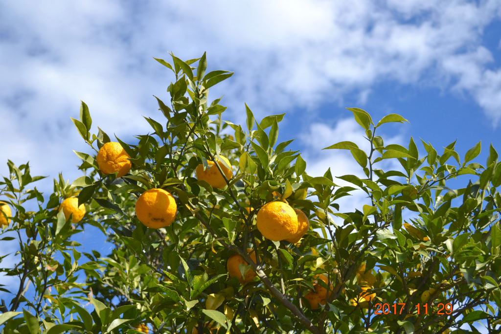 f:id:masatdm1951:20171129155541j:plain f:id:masatdm1951:20171129155541j:plain