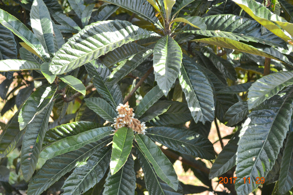 f:id:masatdm1951:20171129155545j:plain f:id:masatdm1951:20171129155545j:plain