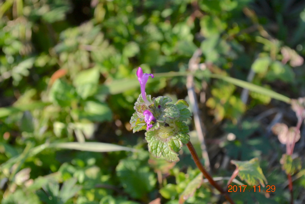 f:id:masatdm1951:20171129164513j:plain f:id:masatdm1951:20171129164513j:plain