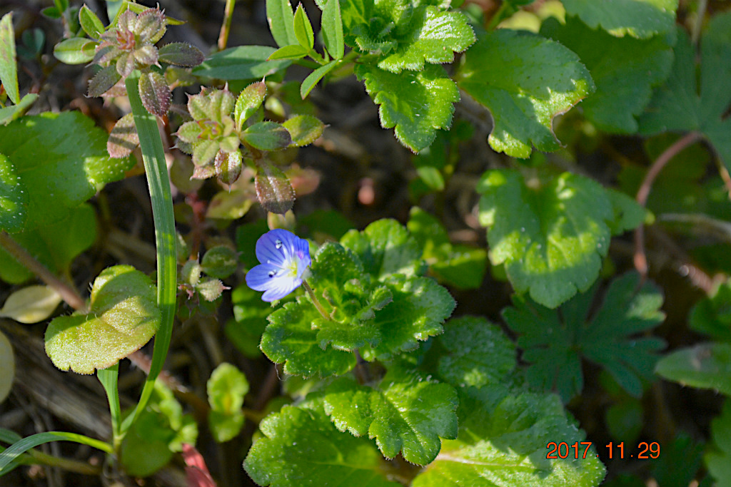 f:id:masatdm1951:20171129164518j:plain f:id:masatdm1951:20171129164518j:plain