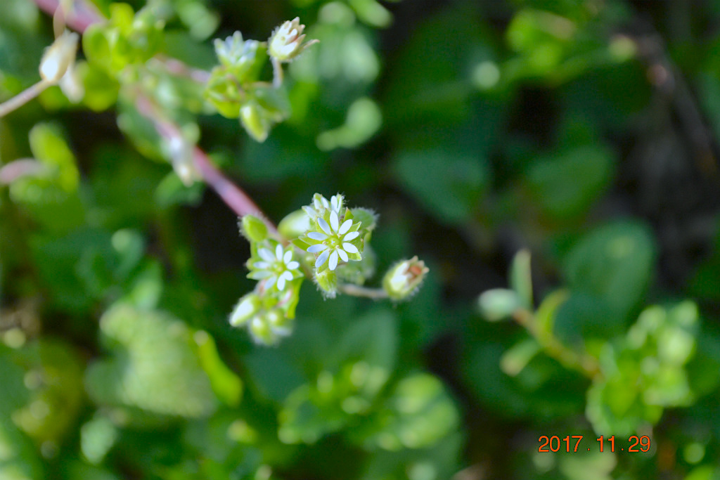 f:id:masatdm1951:20171129164522j:plain f:id:masatdm1951:20171129164522j:plain