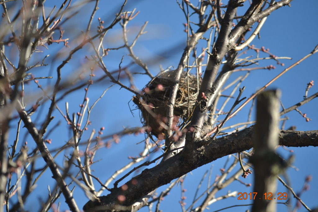 f:id:masatdm1951:20171229102134j:plain