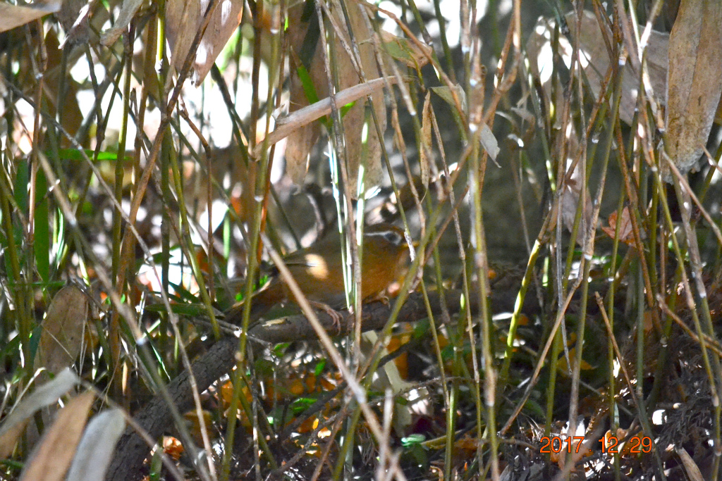 f:id:masatdm1951:20171229161732j:plain