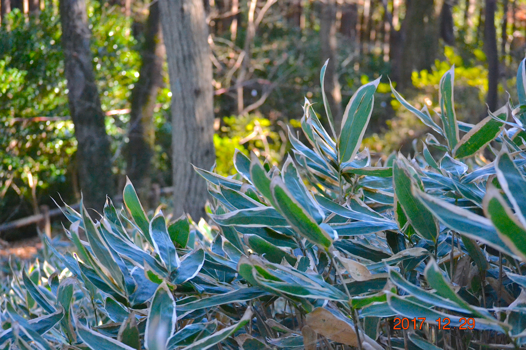 f:id:masatdm1951:20171229161740j:plain