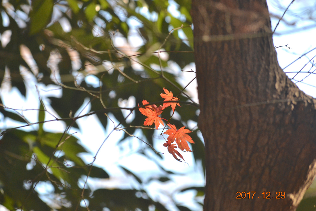 f:id:masatdm1951:20171229161809j:plain