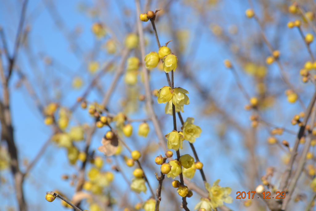 f:id:masatdm1951:20171229161837j:plain