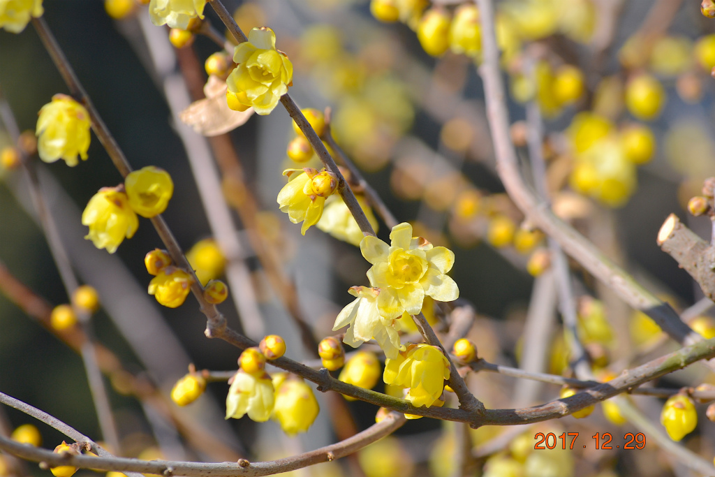 f:id:masatdm1951:20171229161847j:plain