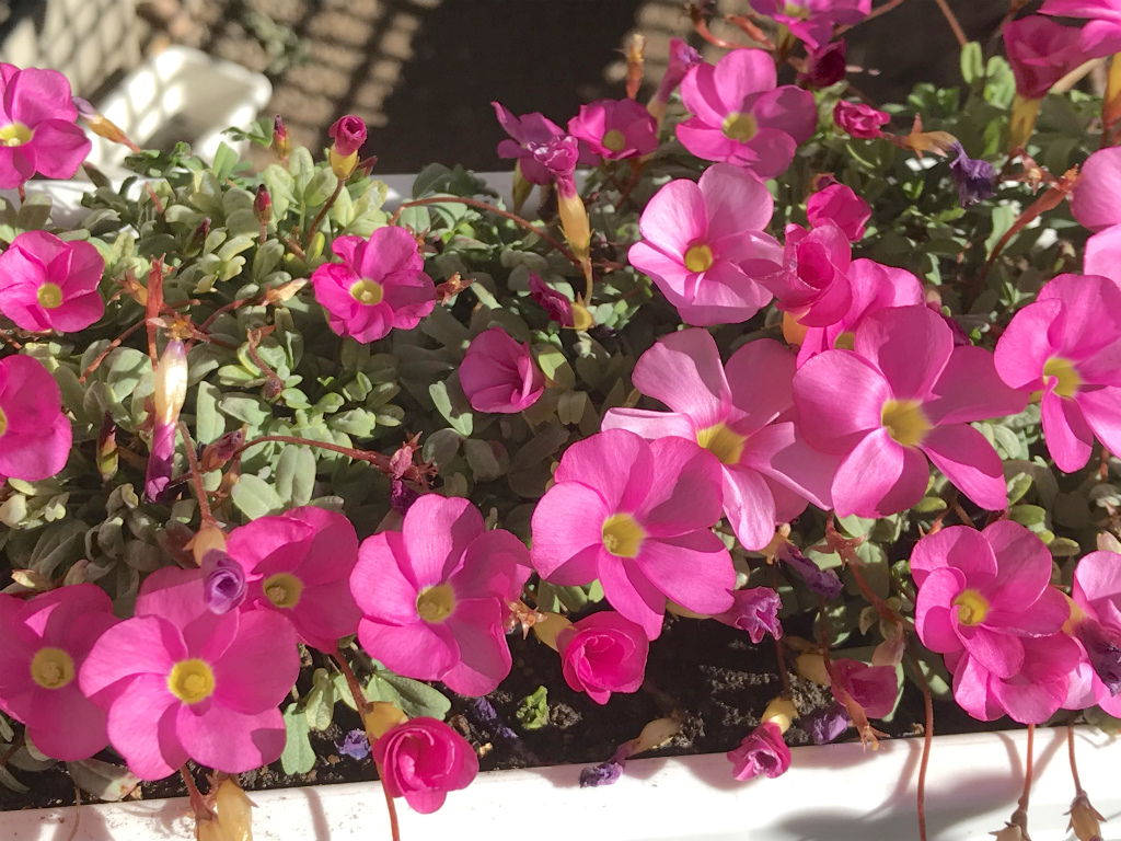 f:id:masatdm1951:20171229161921j:plain