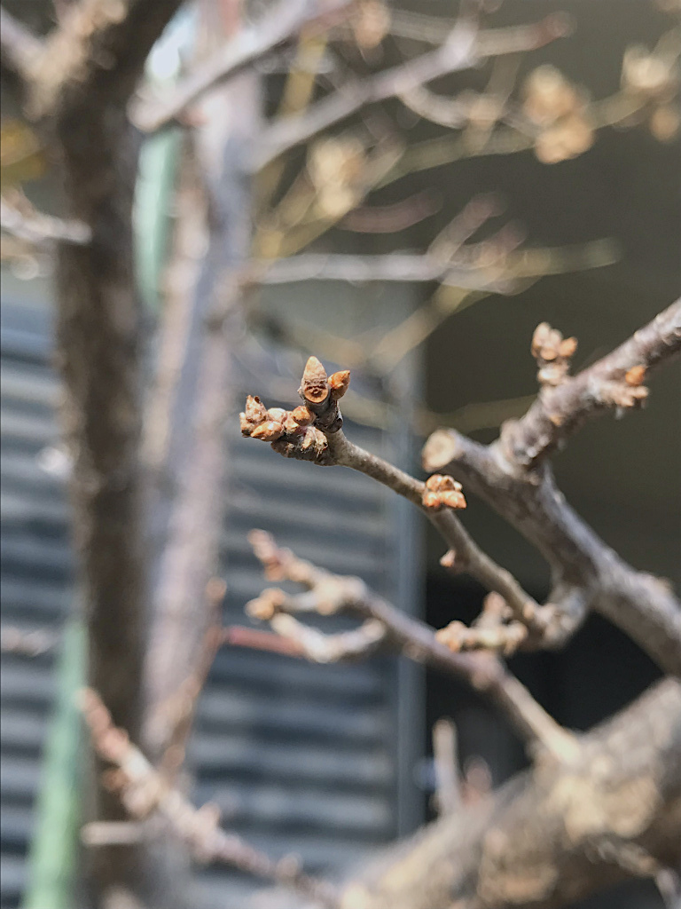 f:id:masatdm1951:20180203162226j:plain