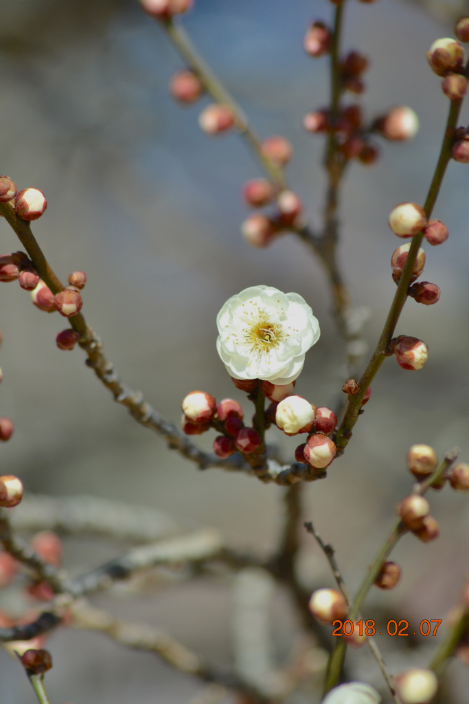 f:id:masatdm1951:20180207162714j:plain f:id:masatdm1951:20180207162714j:plain