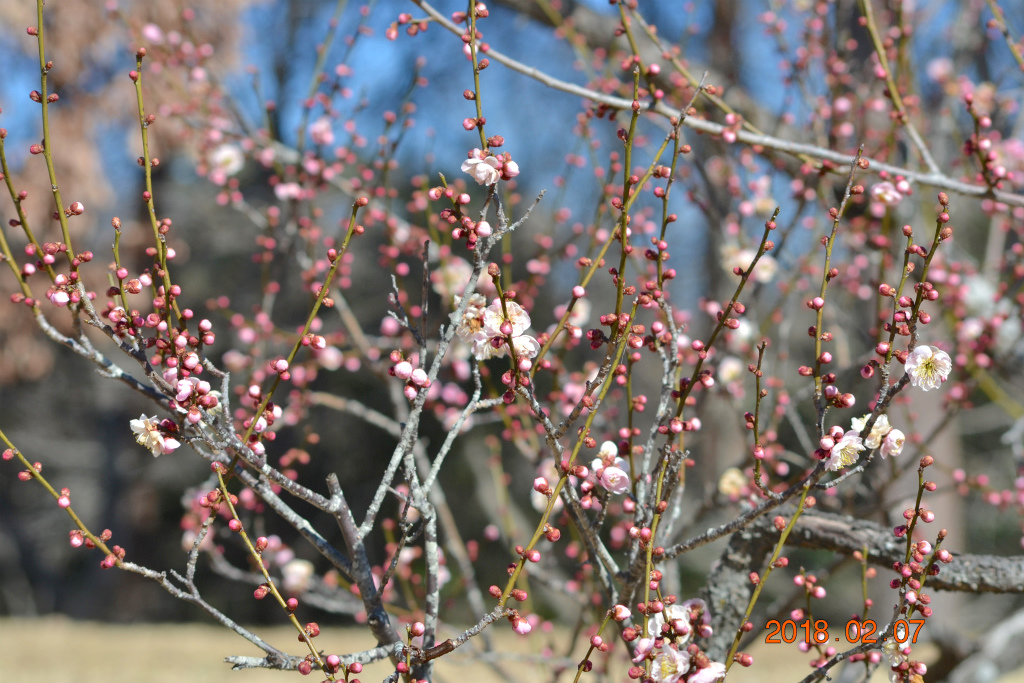 f:id:masatdm1951:20180207162732j:plain f:id:masatdm1951:20180207162732j:plain