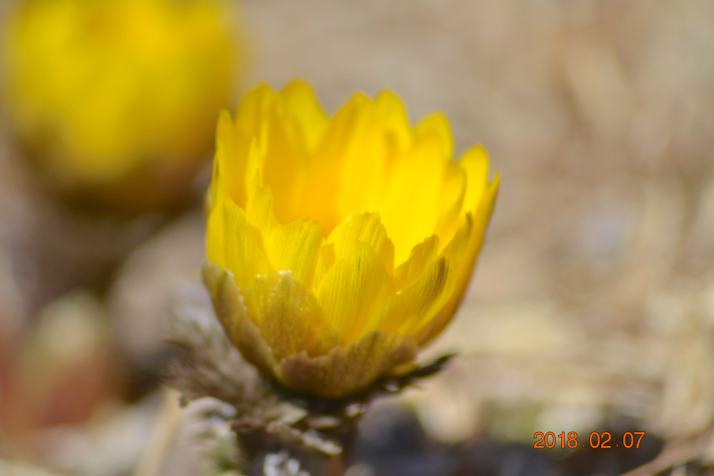 f:id:masatdm1951:20180207162815j:plain f:id:masatdm1951:20180207162815j:plain