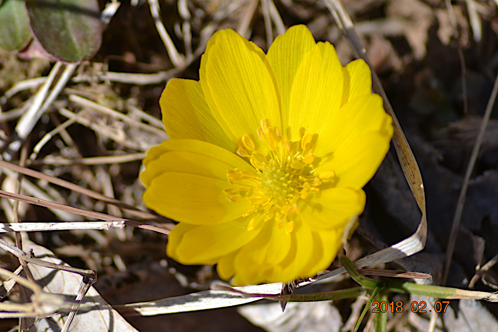 f:id:masatdm1951:20180207162902j:plain f:id:masatdm1951:20180207162902j:plain