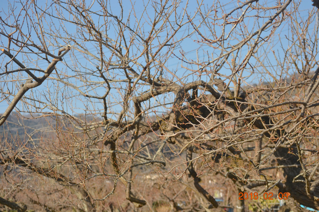 f:id:masatdm1951:20180209133532j:plain