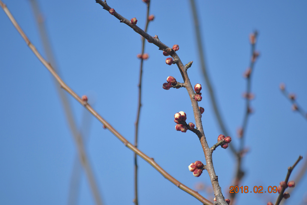 f:id:masatdm1951:20180209133540j:plain