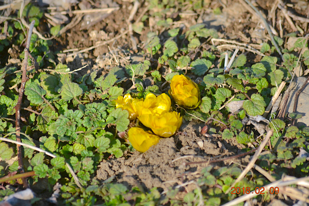 f:id:masatdm1951:20180209133645j:plain