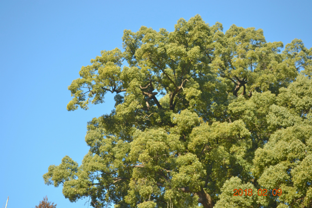 f:id:masatdm1951:20180209133706j:plain