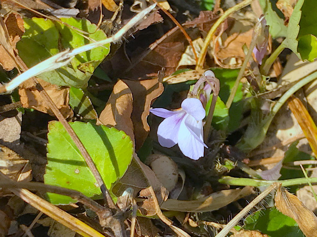 f:id:masatdm1951:20180210220243j:plain