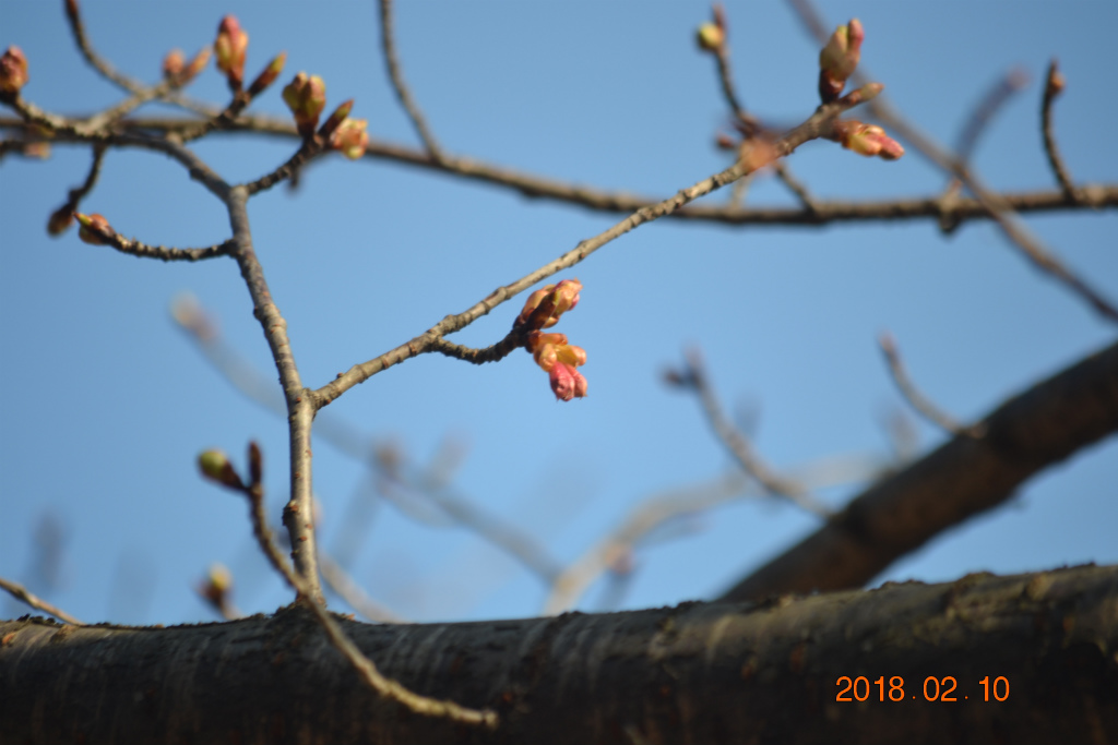 f:id:masatdm1951:20180210220305j:plain