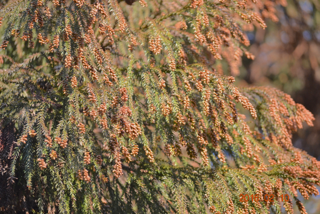 f:id:masatdm1951:20180210220312j:plain