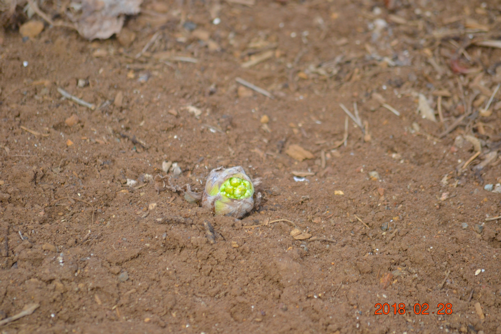 f:id:masatdm1951:20180228163654j:plain