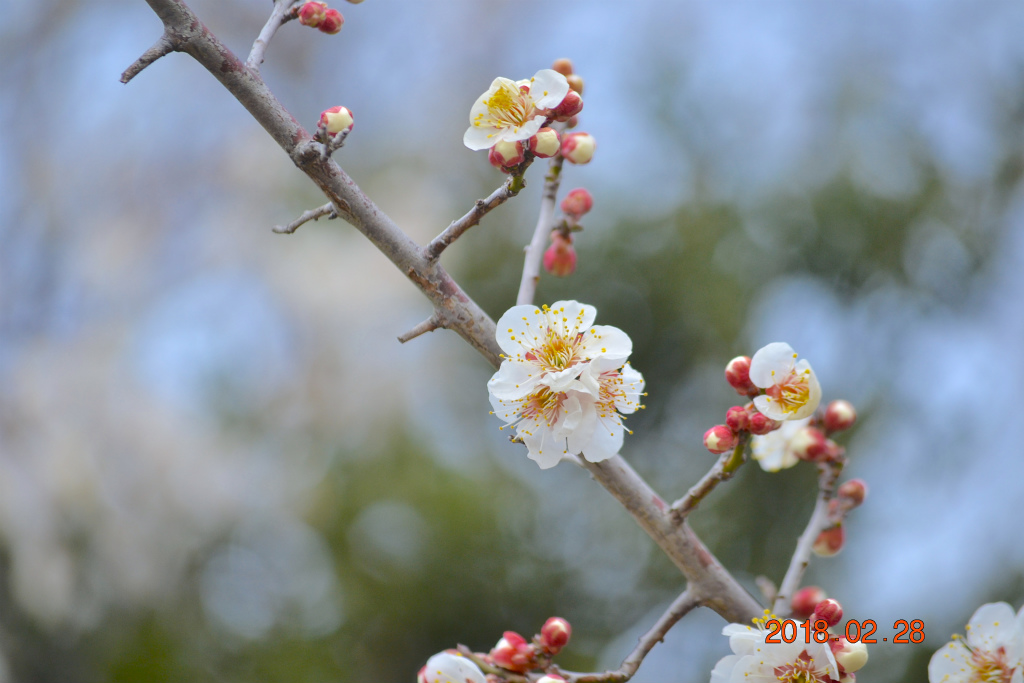 f:id:masatdm1951:20180228163715j:plain