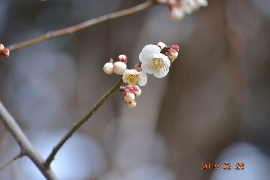 f:id:masatdm1951:20180228163740j:plain