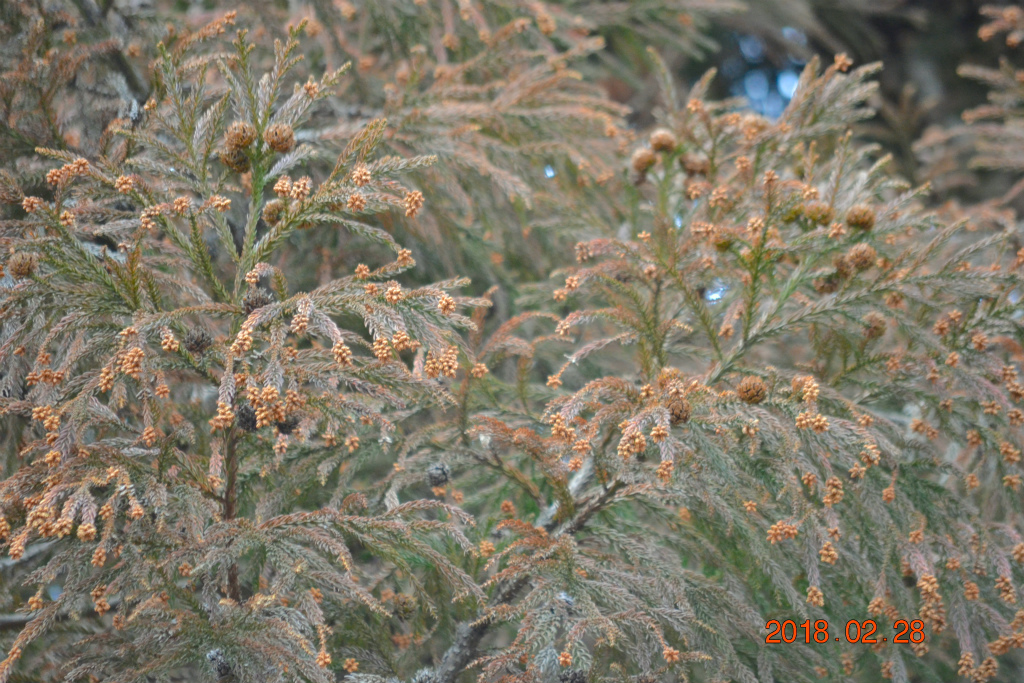 f:id:masatdm1951:20180228163811j:plain