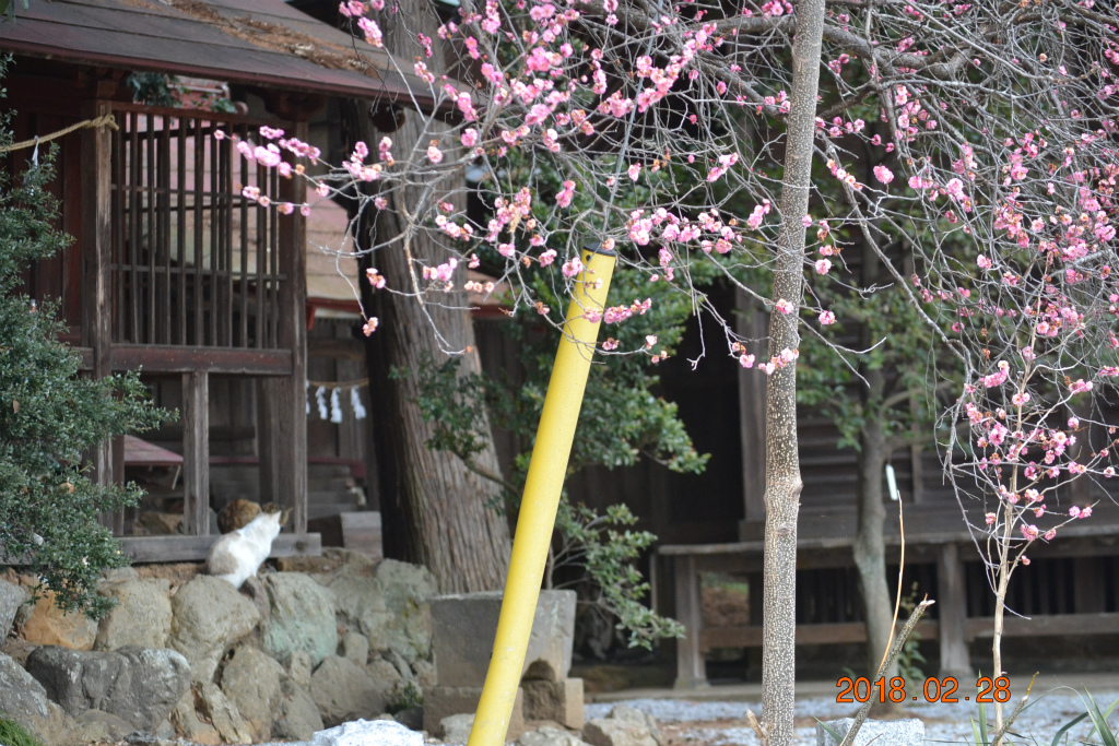 f:id:masatdm1951:20180228163911j:plain