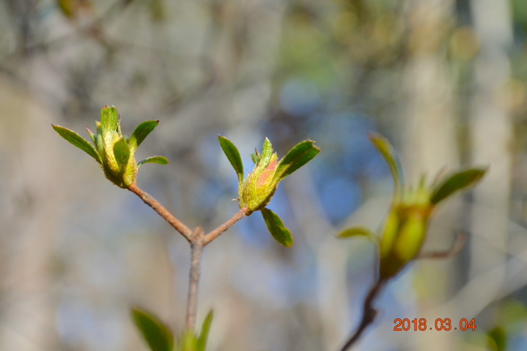 f:id:masatdm1951:20180304140159j:plain