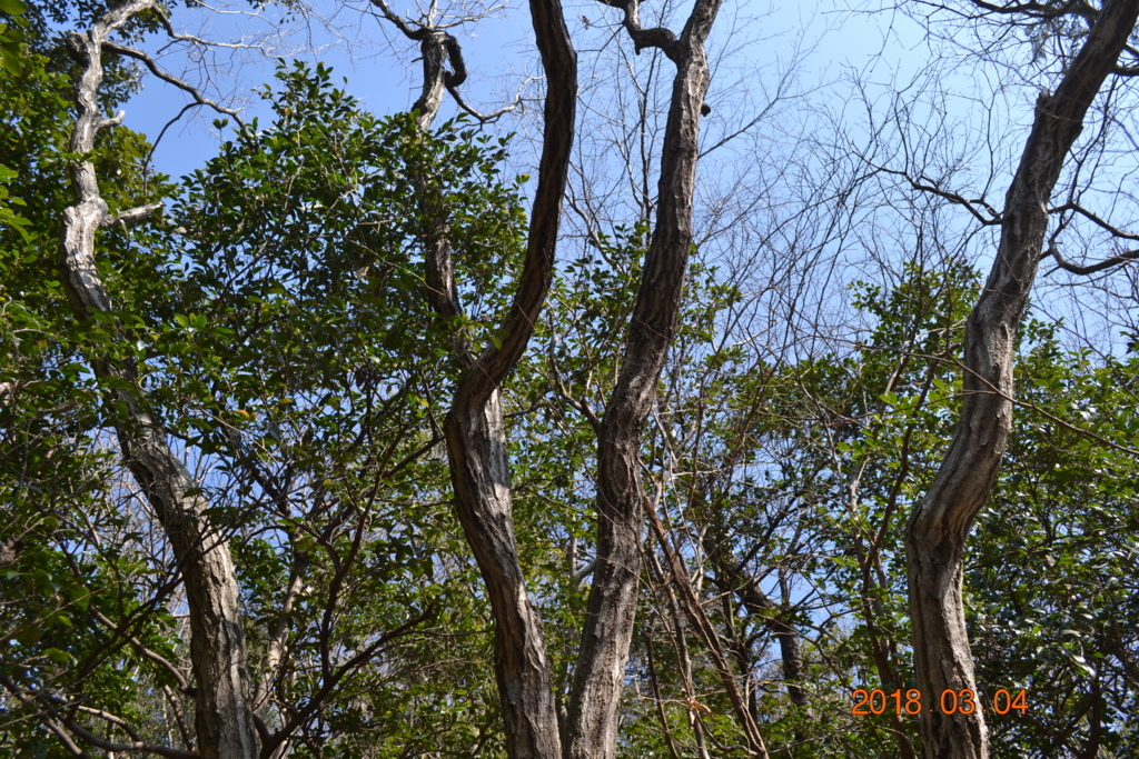 f:id:masatdm1951:20180304142649j:plain