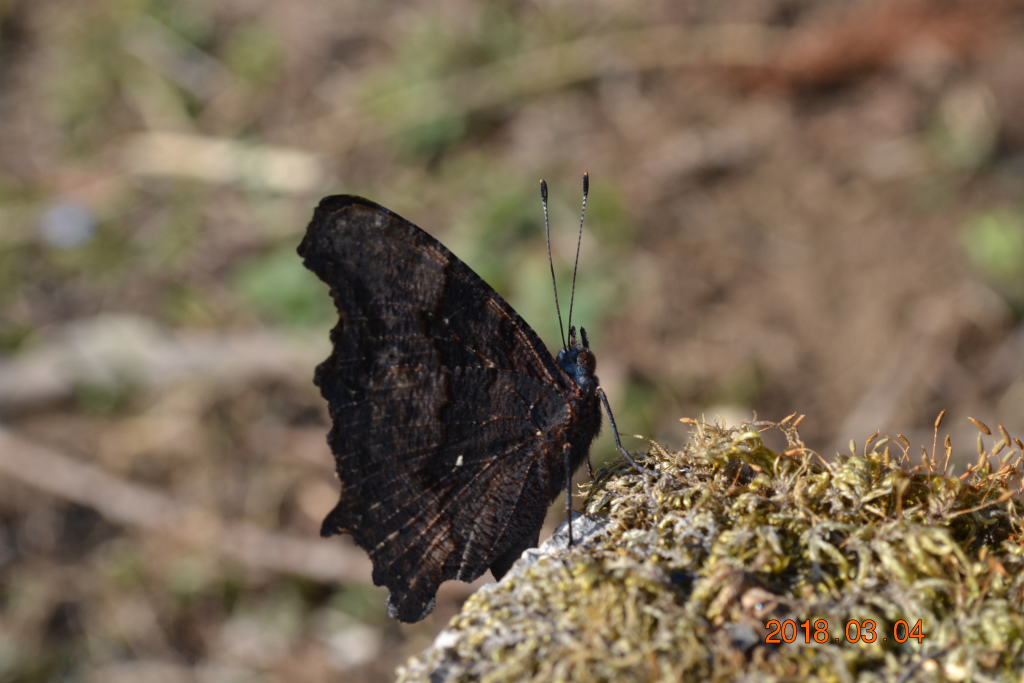 f:id:masatdm1951:20180304200242j:plain