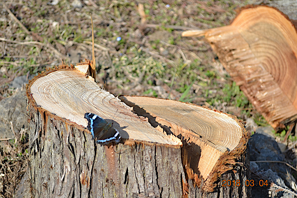 f:id:masatdm1951:20180304200307j:plain