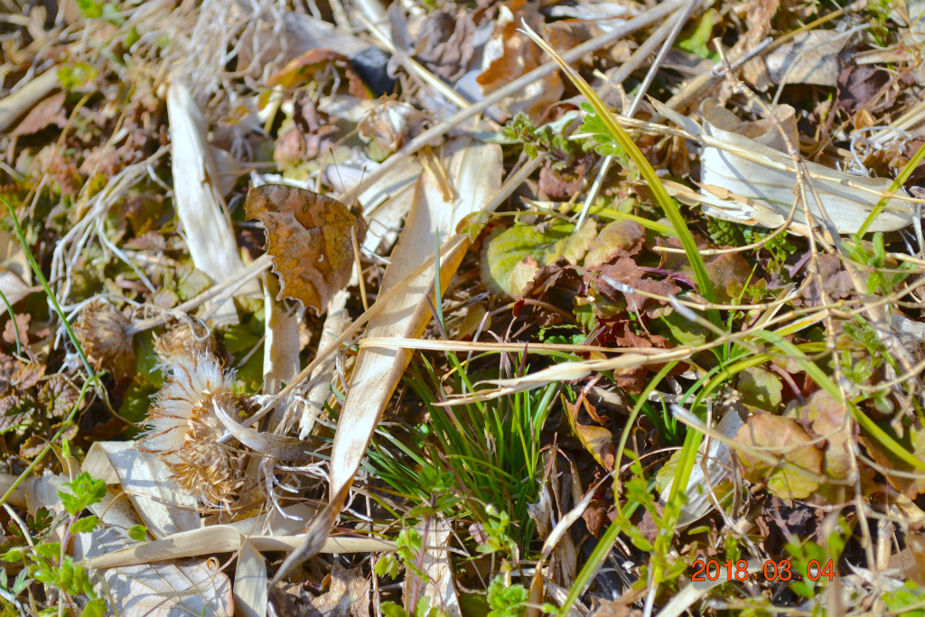 f:id:masatdm1951:20180304200333j:plain