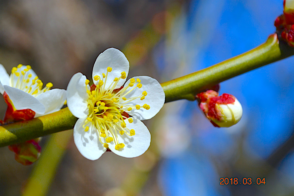 f:id:masatdm1951:20180304200404j:plain