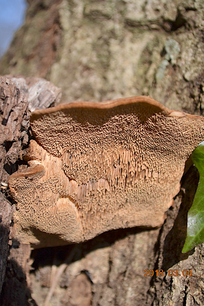 f:id:masatdm1951:20180304200418j:plain