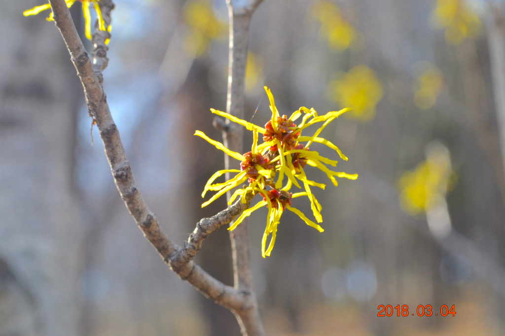 f:id:masatdm1951:20180304200439j:plain