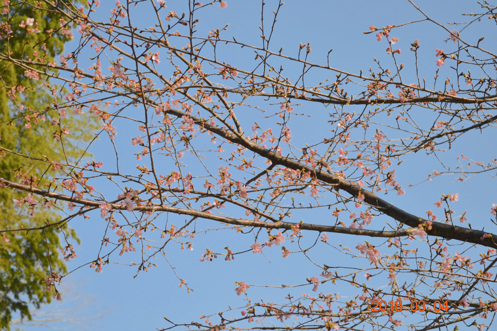 f:id:masatdm1951:20180304200451j:plain